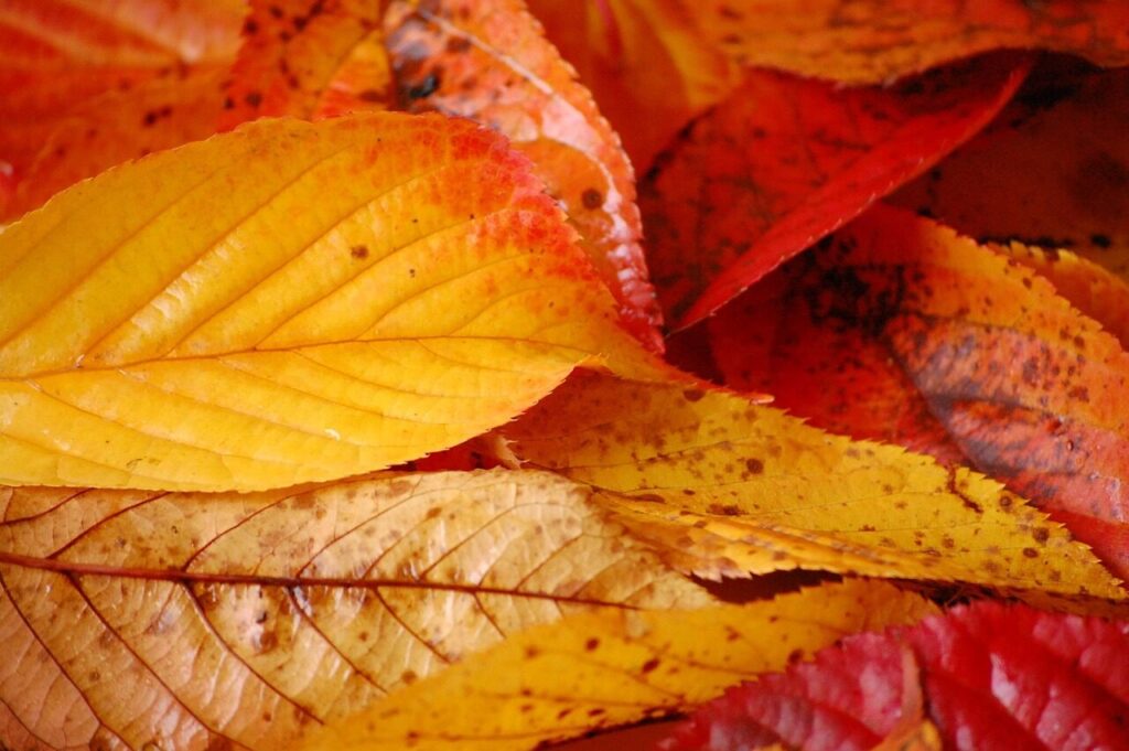 Photo by philsite91 bures, automne, couleurs
